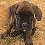 puppy, dog, brindle, close_up, grass, outdoor, animal, pet, cute, young, floppy_ears, face, sitting, curious, brown, black, nose, eyes, nature, adorable