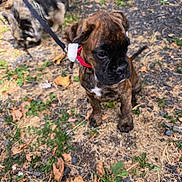 Ashka a rejoint le concours — aidez-le/la à gagner de superbes lots ! animal, black, blur, brown, canine, collar, dog, friendship, fur, grass, ground, leaf, leash, nature, outdoor, park, pet, puppy, walking, young_dog