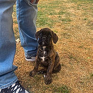 Ashka a rejoint le concours — aidez-le/la à gagner de superbes lots ! puppy, dog, brindle, grass, outdoor, jeans, sneakers, person, legs, cute, pet, animal, young_dog, brown, black, white_spot, looking_up, sitting, nature, daytime