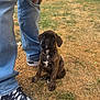 puppy, dog, brindle, grass, outdoor, jeans, sneakers, person, legs, cute, pet, animal, young_dog, brown, black, white_spot, looking_up, sitting, nature, daytime