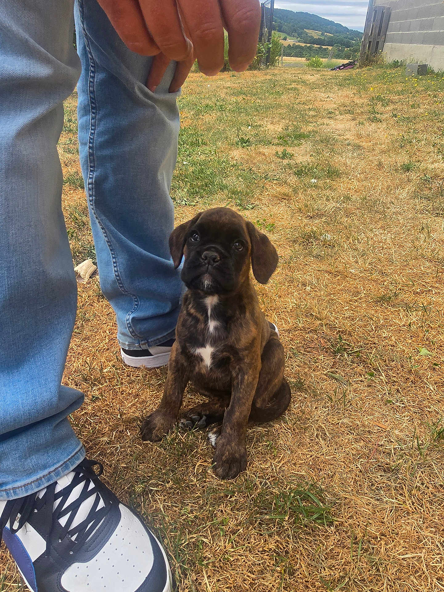 Ashka a rejoint le concours — aidez-le/la à gagner de superbes lots ! puppy, dog, brindle, grass, outdoor, jeans, sneakers, person, legs, cute, pet, animal, young_dog, brown, black, white_spot, looking_up, sitting, nature, daytime
