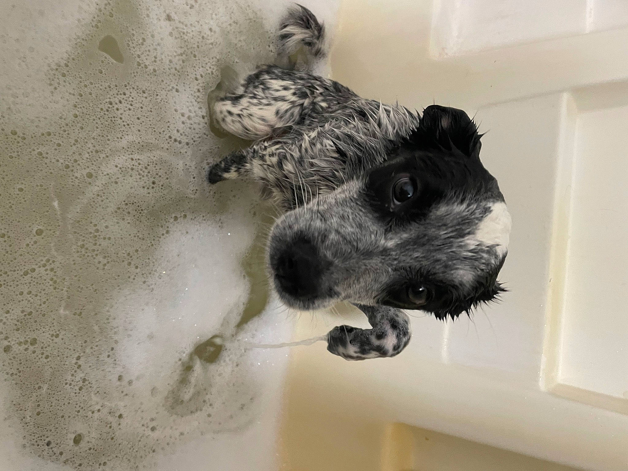 Stormie is registered to the contest to win money with this photo: canidae, carnivore, companion_dog, dog, dog_breed, ear, fawn, fur, grey, guard_dog, monochrome, monochrome_photography, non_sporting_group, paw, schnauzer, snout, sporting_group, terrier, whiskers, working_animal