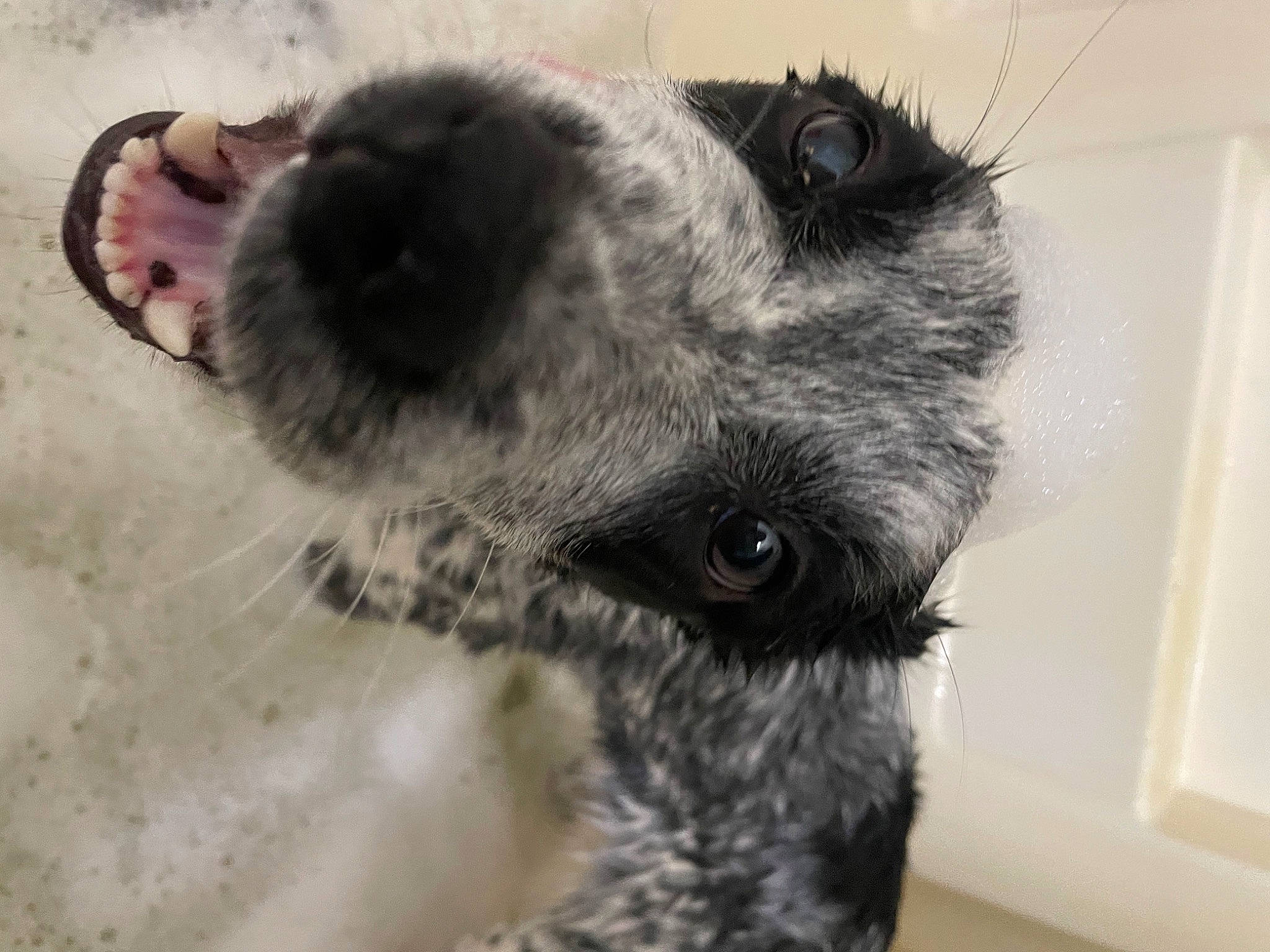 Stormie joined the competition — help win amazing prizes! canidae, carnivore, companion_dog, dog_breed, eyelash, fur, greater_rhea, koala, livestock, non_sporting_group, paw, ratite, snout, sporting_group, terrestrial_animal, toy, whiskers, wildlife, working_animal