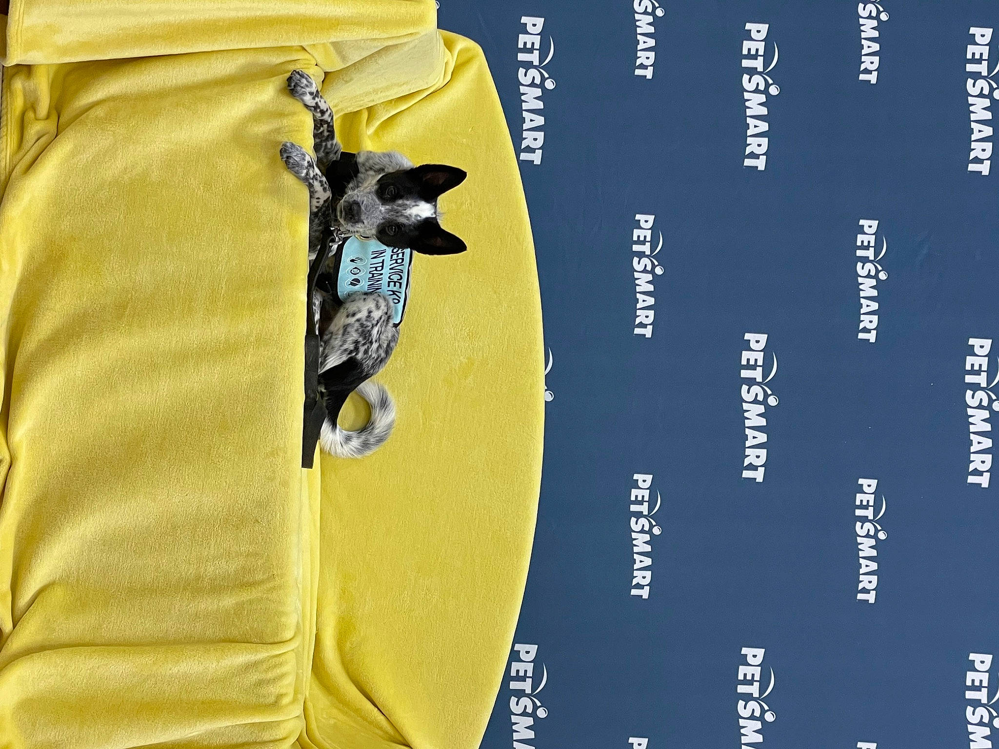 Stormie is registered to the contest to win money with this photo: active_shirt, bag, brand, electric_blue, emblem, fashion_accessory, font, jersey, jewellery, linens, logo, metal, number, pattern, sleeve, sportswear, symbol, t_shirt, top, yellow