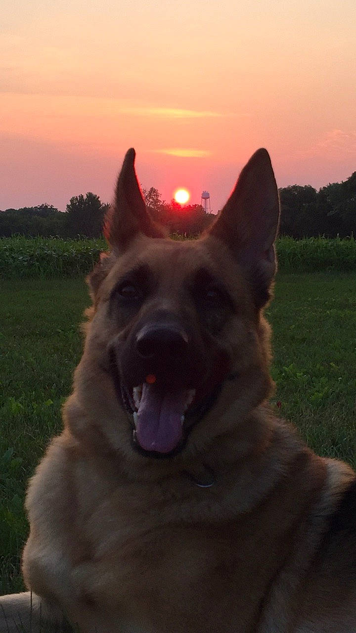 Nova is registered to the contest to win money with this photo: carnivore, cloud, companion_dog, dog, dog_breed, fawn, grass, herding_dog, jaw, light, plant, red_sky_at_morning, sky, snout, sporting_group, sunrise, sunset, terrestrial_animal, tree, working_animal