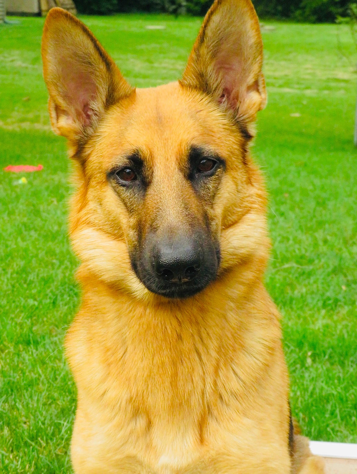 Nova is registered to the contest to win money with this photo: ancient_dog_breeds, belgian_shepherd_malinois, carnivore, companion_dog, dog, dog_breed, east_european_shepherd, fawn, fur, german_shepherd_dog, grass, herding_dog, plant, snout, sporting_group, terrestrial_animal, whiskers, wildlife, working_animal, working_dog