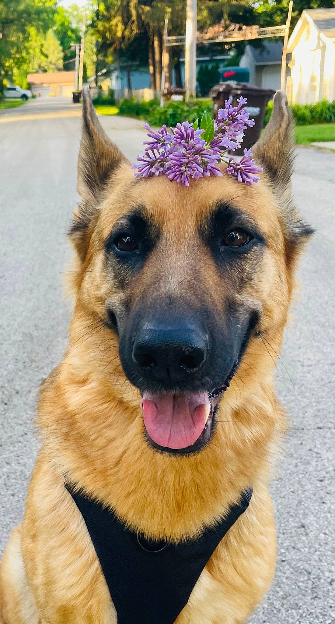 Nova is registered to the contest to win money with this photo: canidae, carnivore, companion_dog, dog, dog_breed, east_european_shepherd, fawn, flower, fur, german_shepherd_dog, herding_dog, king_shepherd, old_german_shepherd_dog, photograph, plant, snout, sporting_group, tree, whiskers, working_dog