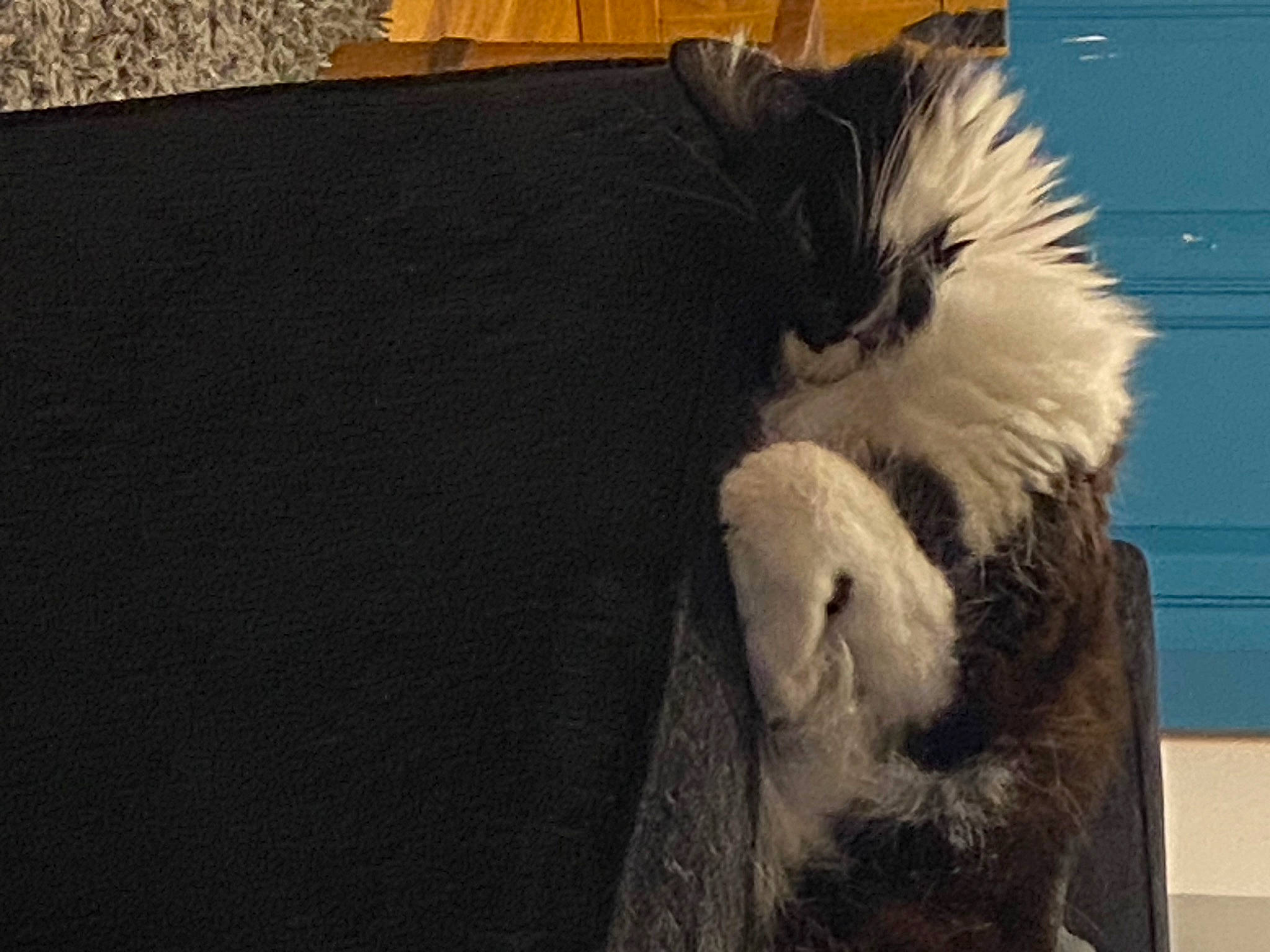 Bolt joined the competition — help win amazing prizes! animal_product, canidae, cat, claw, companion_dog, dog_breed, feather, felidae, fur, fur_clothing, natural_material, paw, small_to_medium_sized_cats, snout, tail, whiskers, window, wing