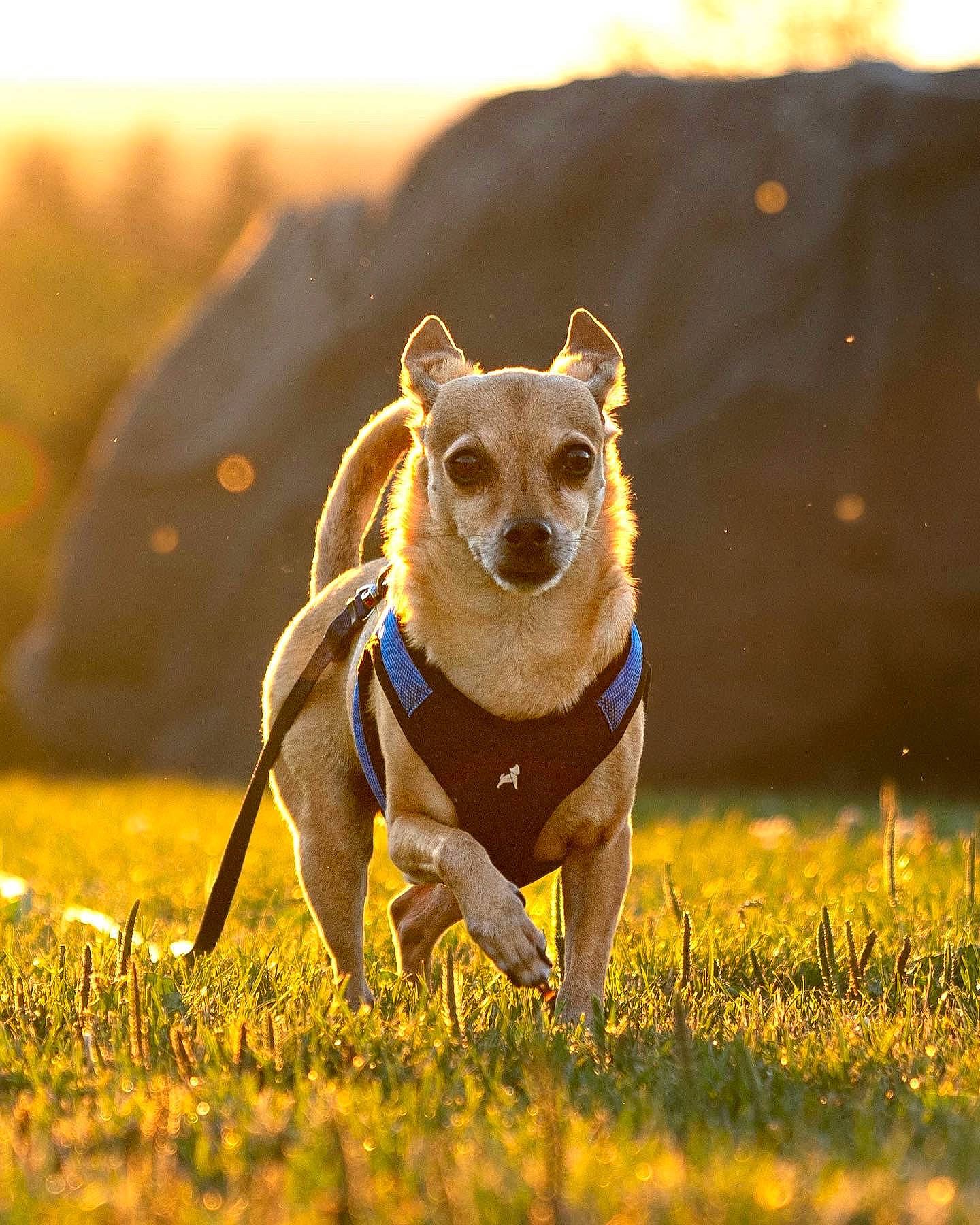 Caramel is registered to the contest to win money with this photo: carnivore, companion_dog, dog, dog_breed, fawn, glasses, grass, grassland, happy, people_in_nature, plant, sky, snout, sporting_group, sunglasses, sunlight, tail, terrestrial_animal, toy_dog, whiskers