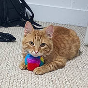 Buddy joined the competition — help win amazing prizes! animal, backpack, carpet, cat, colorful_toy, cozy, cute, domestic, feline, floor, indoor, looking_at_camera, orange_tabby, paws, pet, playful, plush_ball, resting, sock, white_wall