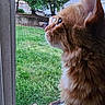 Buddy joined the competition — help win amazing prizes! animal, backyard, cat, closeup, curious, daylight, domestic_cat, fluffy, fur, grass, greenery, looking_out, nature, orange_cat, outdoor, pet, screen, side_profile, whiskers, window