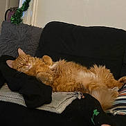 Buddy is registered to the contest to win money with this photo: cat, orange_cat, sleeping, couch, blanket, pillow, cozy, indoor, relaxed, furry, pet, home, resting, black_couch, striped_pillow, foot, sock, green_logo, furniture, domestic