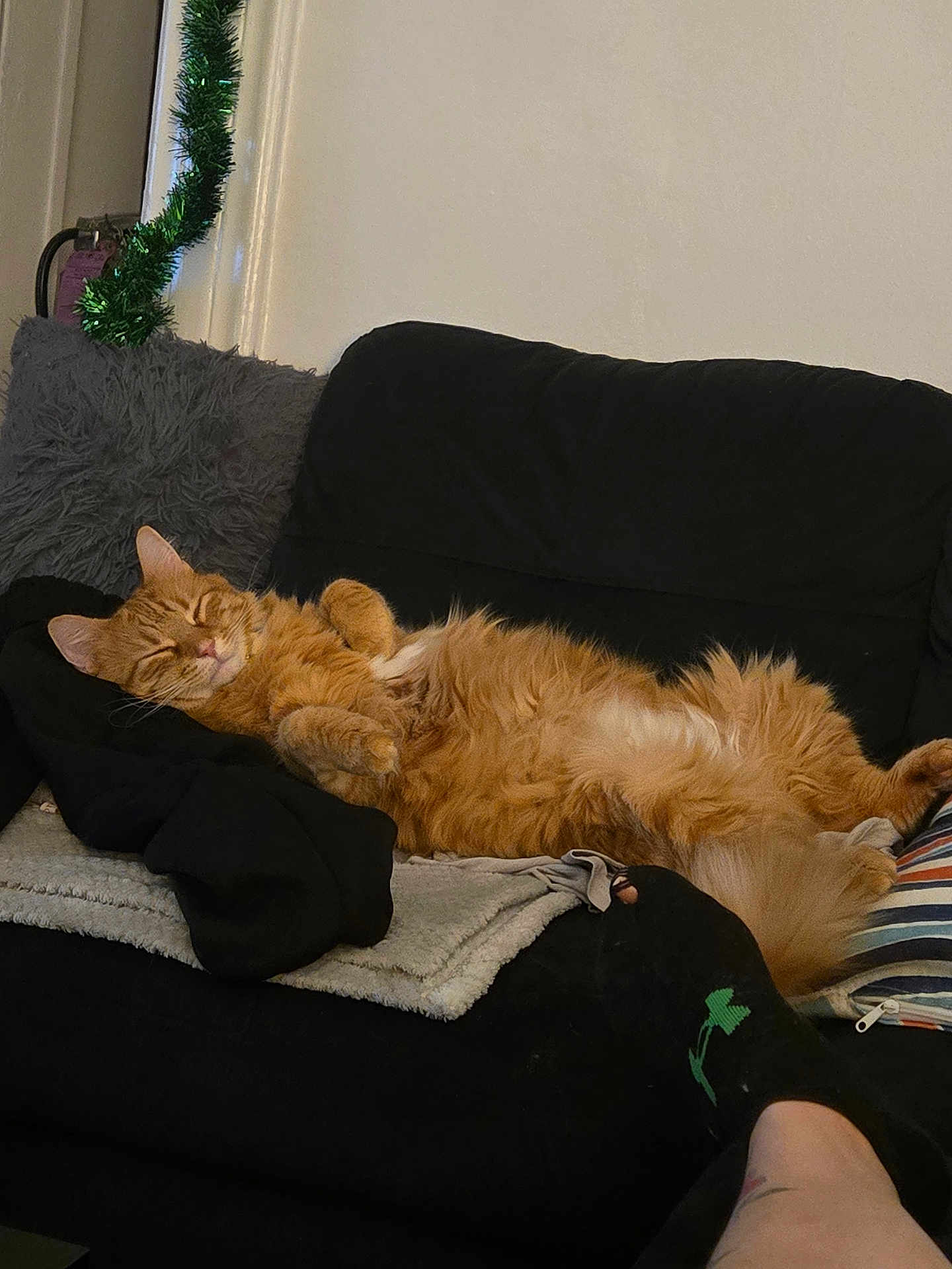 Buddy is registered to the contest to win money with this photo: cat, orange_cat, sleeping, couch, blanket, pillow, cozy, indoor, relaxed, furry, pet, home, resting, black_couch, striped_pillow, foot, sock, green_logo, furniture, domestic