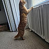 animal, blinds, carpet, cat, curious, domestic, feline, fur, ginger_cat, home, indoor, light, looking_out, pet, radiator, side_view, standing, tail, whiskers, window
