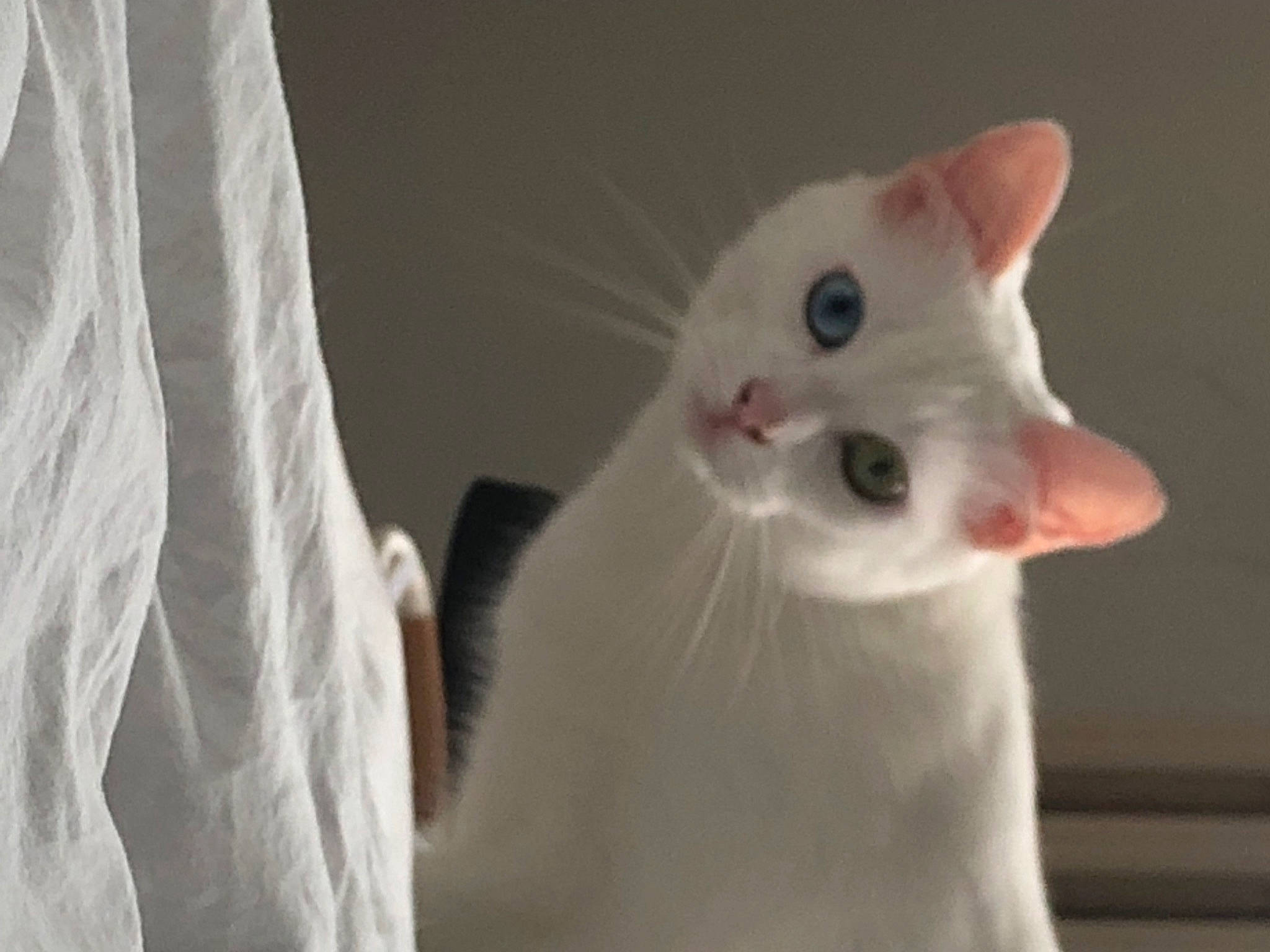 Randy a rejoint le concours — aidez-le/la à gagner de superbes lots ! carnivore, cat, comfort, domestic_short_haired_cat, ear, felidae, fur, small_to_medium_sized_cats, snout, whiskers