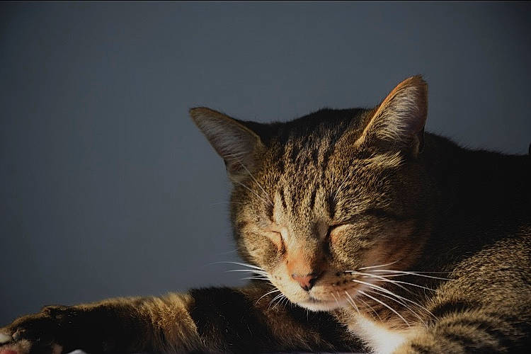 Randy a rejoint le concours — aidez-le/la à gagner de superbes lots ! carnivore, cat, cat_supply, claw, comfort, domestic_short_haired_cat, ear, felidae, fur, paw, sitting, small_to_medium_sized_cats, snout, tail, terrestrial_animal, whiskers, wildlife