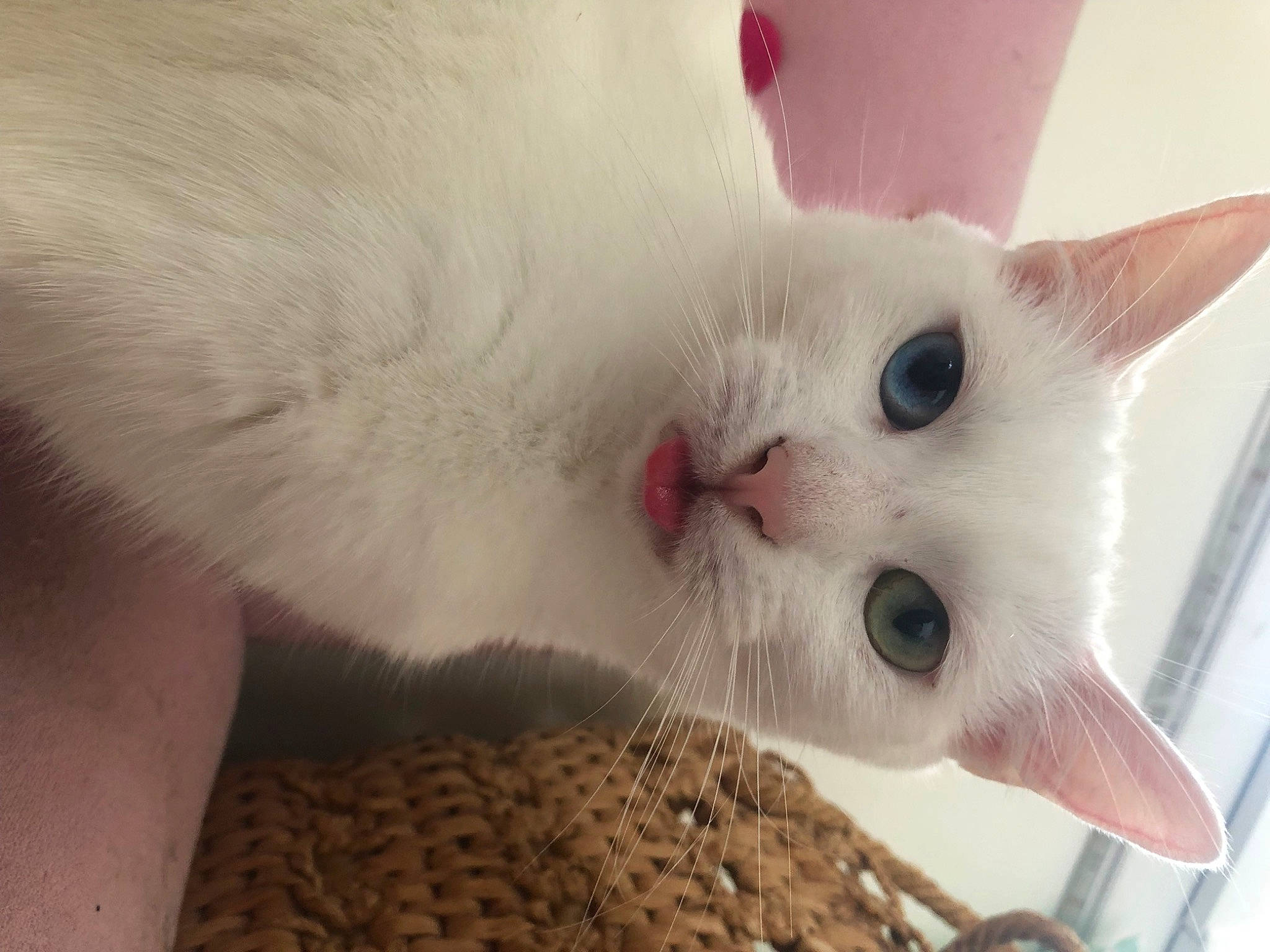 Lolita a rejoint le concours — aidez-le/la à gagner de superbes lots ! carnivore, cat, claw, domestic_short_haired_cat, fang, felidae, fur, paw, small_to_medium_sized_cats, snout, tail, whiskers