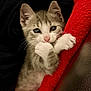 kitten, cat, animal, pet, cute, whiskers, paws, furry, sleeping, blanket, red_blanket, black_blanket, closeup, indoor, cozy, small, fur, face, ears, resting