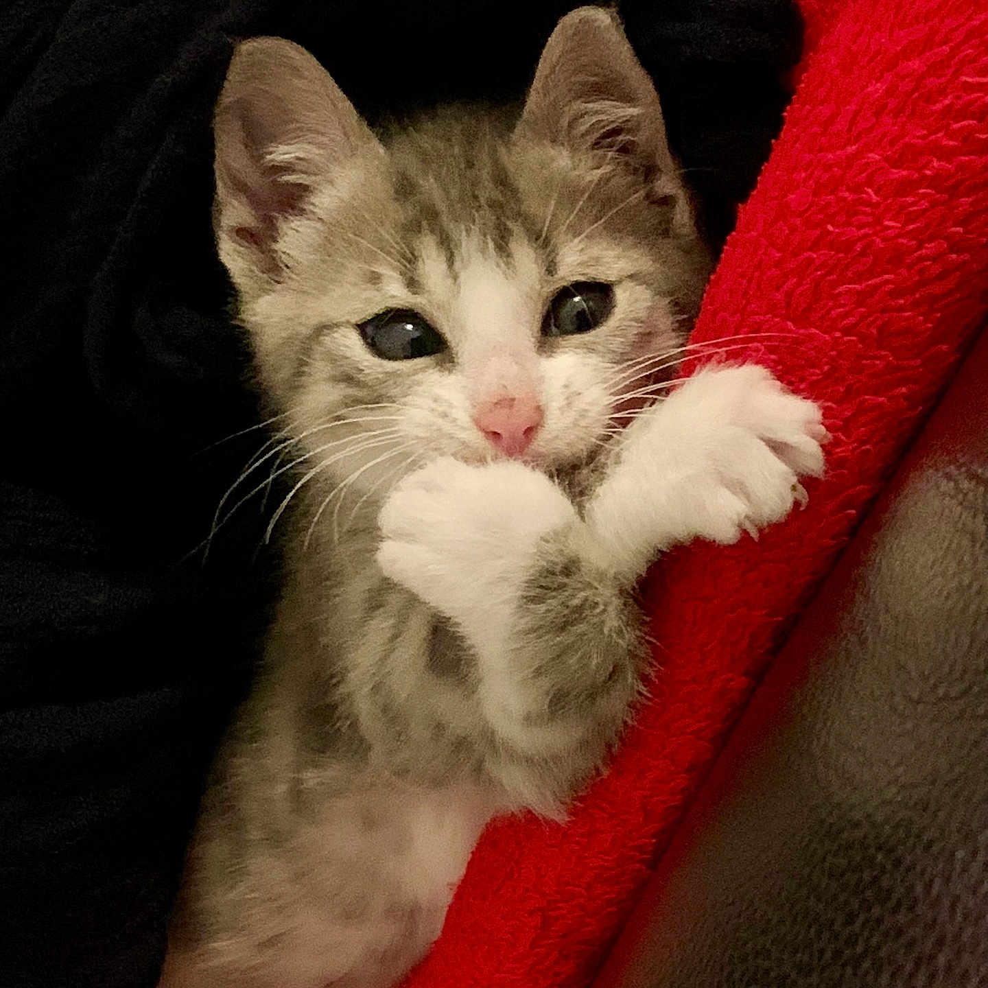 Simba a rejoint le concours — aidez-le/la à gagner de superbes lots ! animal, black_blanket, blanket, cat, closeup, cozy, cute, ears, face, fur, furry, indoor, kitten, paws, pet, red_blanket, resting, sleeping, small, whiskers