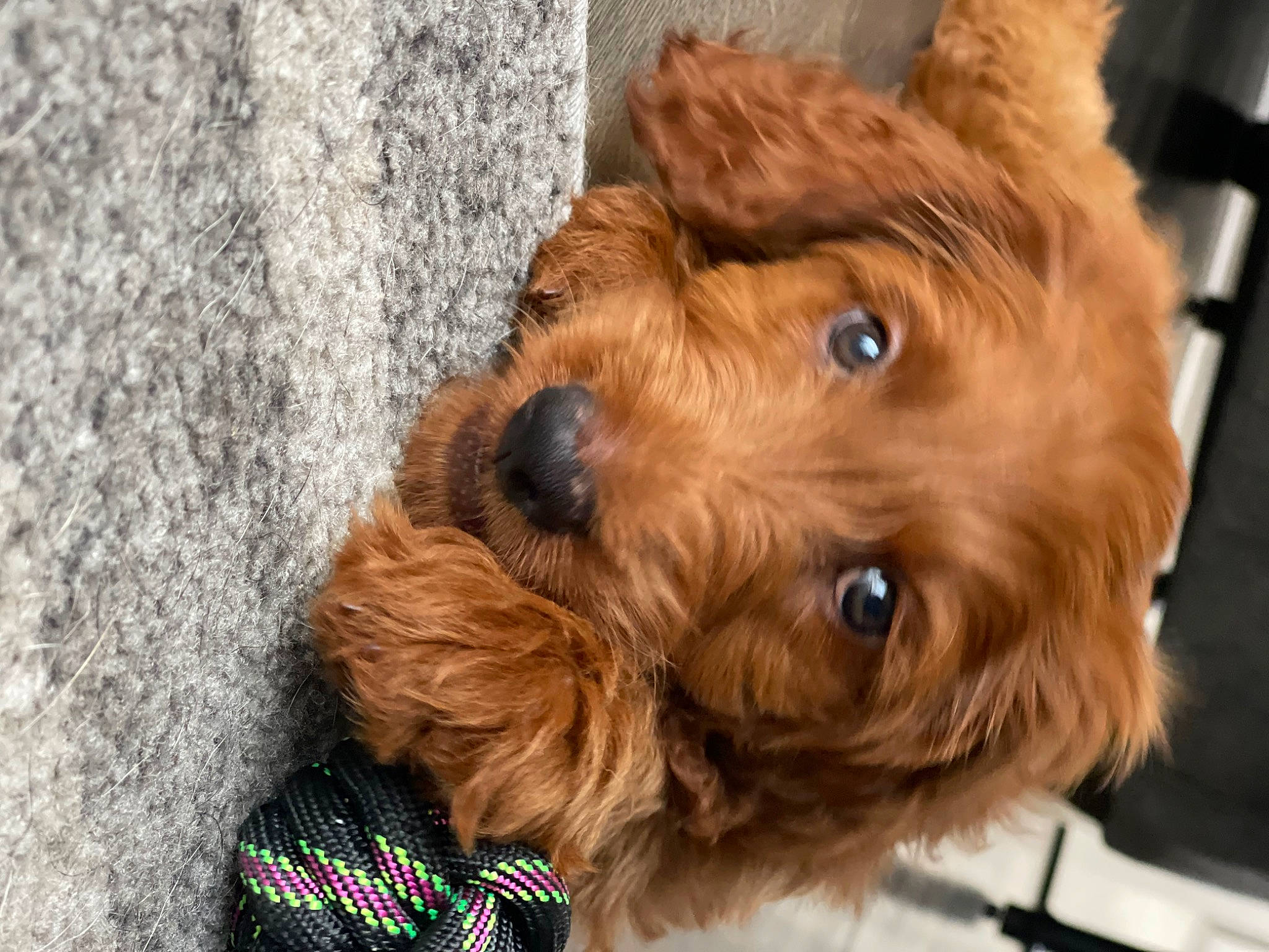 Clifford joined the competition — help win amazing prizes! canidae, carnivore, companion_dog, dog, dog_breed, dog_collar, dog_supply, fawn, fur, irish_terrier, liver, small_terrier, snout, sporting_group, terrier, toy_dog, water_dog, welsh_terrier, working_animal, yorkipoo