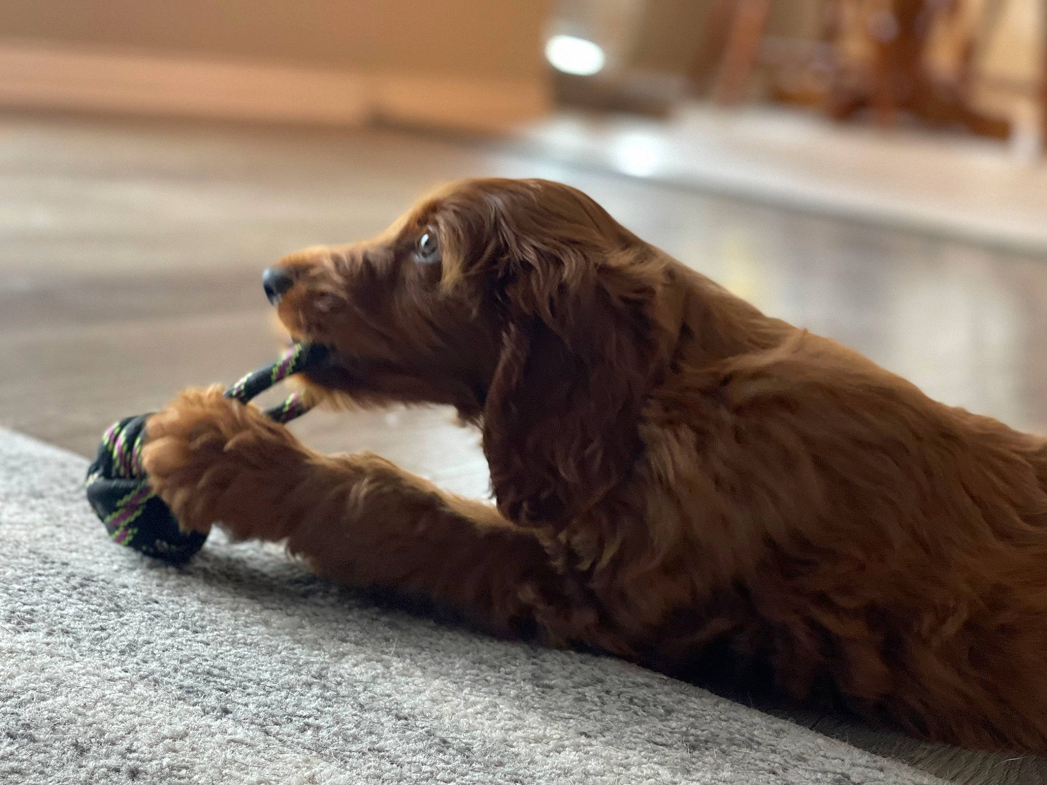 Clifford is registered to the contest to win money with this photo: asphalt, canidae, carnivore, cocker_spaniel, companion_dog, dog, dog_breed, dog_collar, flooring, fur, guard_dog, gun_dog, liver, retriever, spaniel, sporting_group, wood, working_animal, working_dog