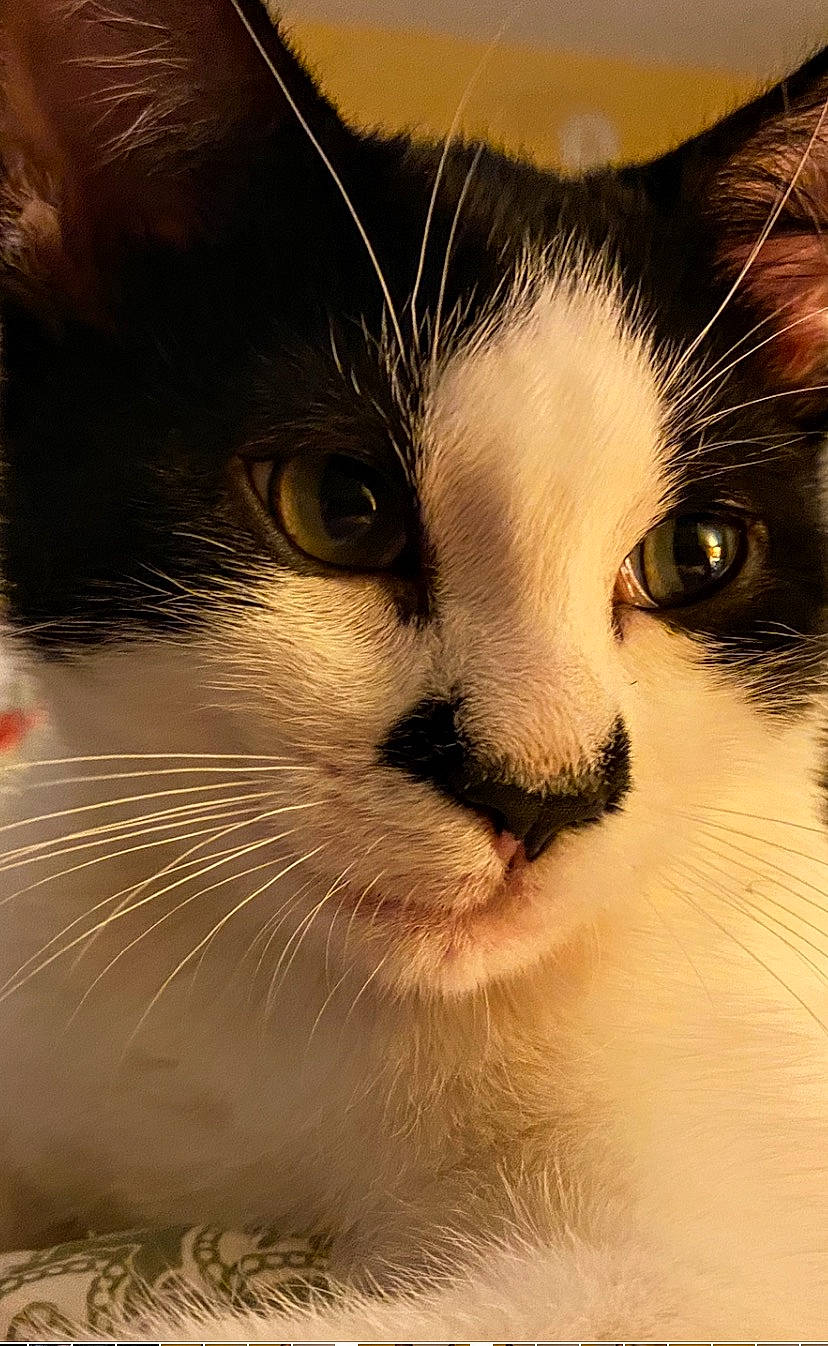 Heart is registered to the contest to win money with this photo: carnivore, cat, close_up, domestic_short_haired_cat, eyelash, felidae, fur, paw, small_to_medium_sized_cats, snout, terrestrial_animal, whiskers, window