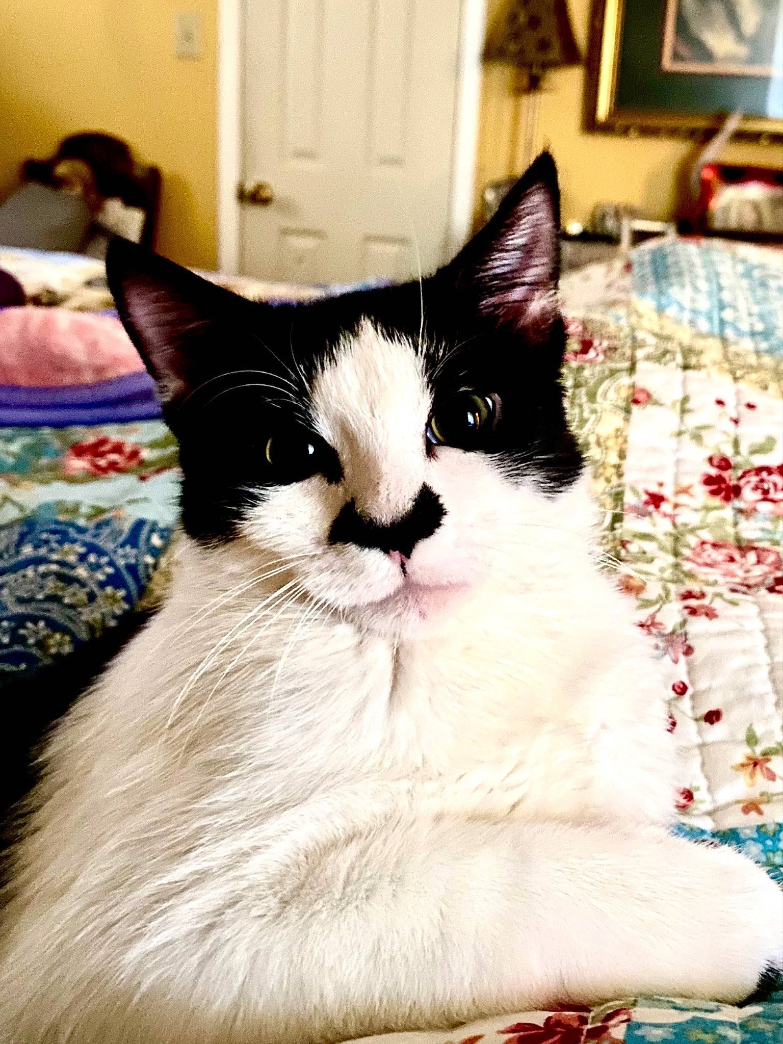 Heart is registered to the contest to win money with this photo: bedding, carnivore, cat, comfort, domestic_short_haired_cat, felidae, fur, linens, pattern, paw, picture_frame, room, sitting, small_to_medium_sized_cats, snout, tail, terrestrial_animal, whiskers