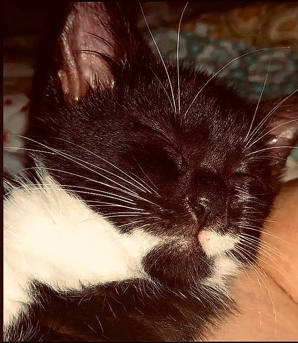 Hope joined the competition — help win amazing prizes! carnivore, cat, claw, close_up, cloud, comfort, domestic_short_haired_cat, felidae, fur, head, monochrome, monochrome_photography, paw, plant, rectangle, small_to_medium_sized_cats, snout, tail, tints_and_shades, whiskers