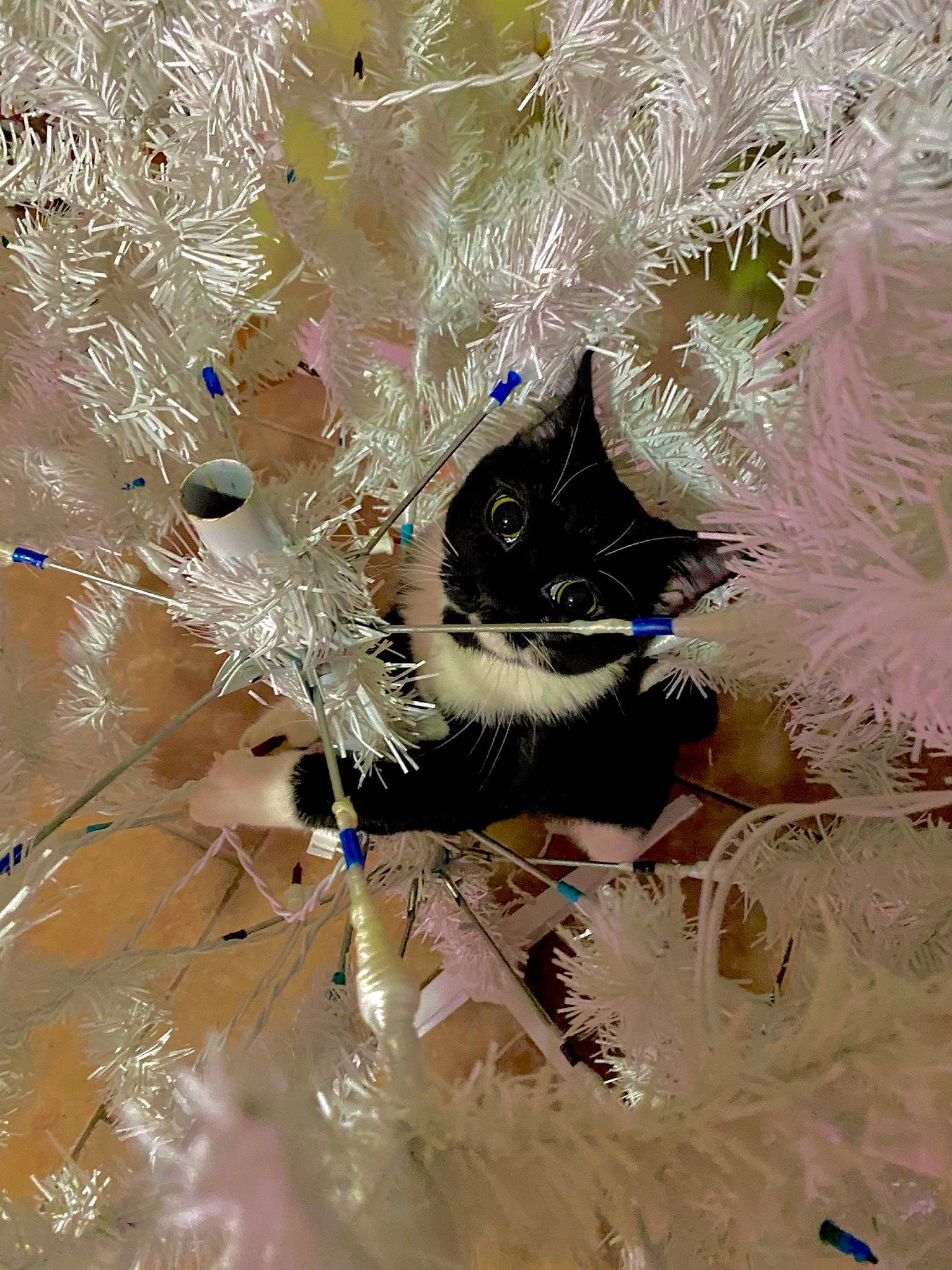 Hope joined the competition — help win amazing prizes! art, carnivore, cat, christmas_decoration, christmas_ornament, electric_blue, fashion_accessory, fawn, feather, felidae, fur, grass, holiday_ornament, organism, ornament, plant, small_to_medium_sized_cats, snout, tree, whiskers