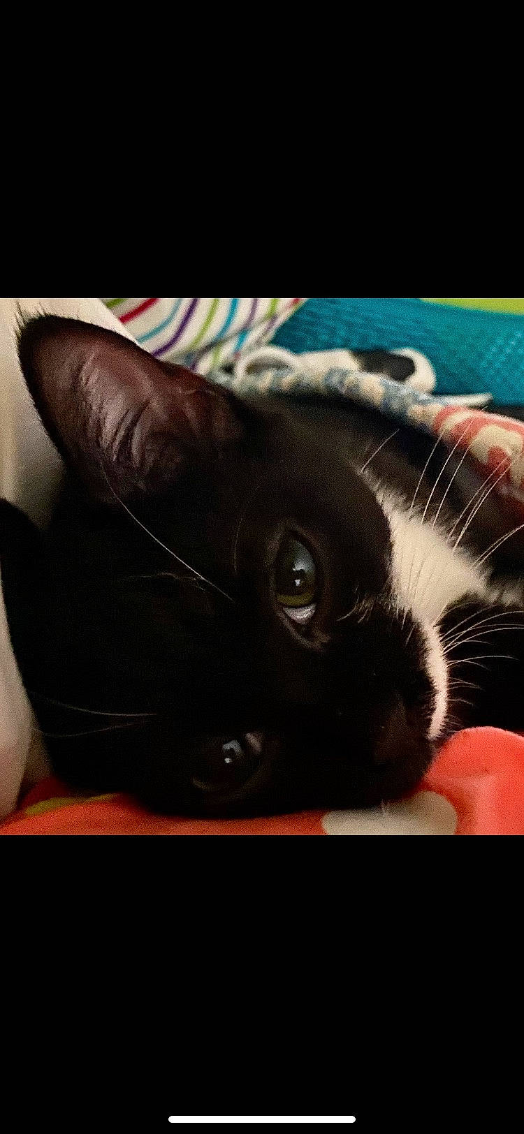 Hope is registered to the contest to win money with this photo: black_cat, carnivore, cat, claw, cloud, comfort, darkness, domestic_short_haired_cat, ear, felidae, fur, paw, photo_caption, sky, small_to_medium_sized_cats, snout, square, tail, whiskers