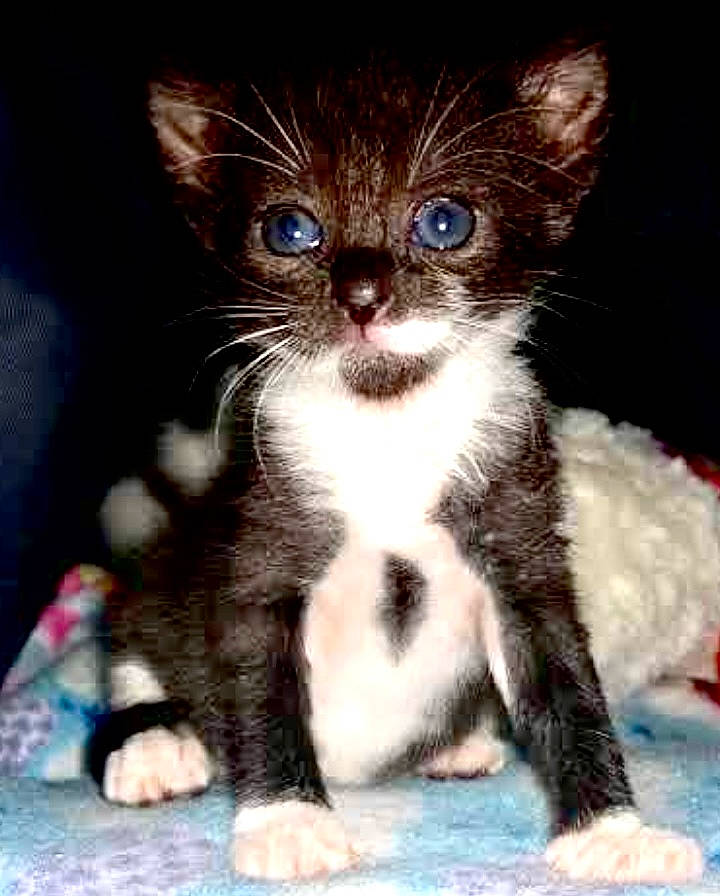 Hope is registered to the contest to win money with this photo: carnivore, cat, claw, comfort, domestic_short_haired_cat, felidae, fur, paw, small_to_medium_sized_cats, snout, tail, terrestrial_animal, whiskers