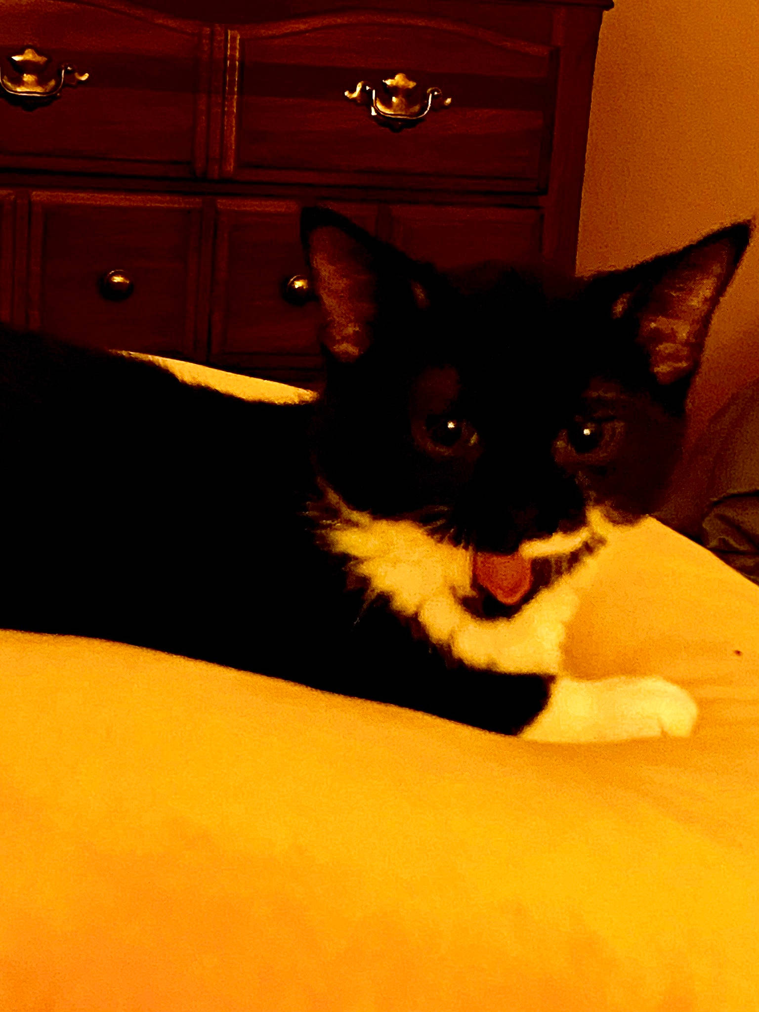 Hope is registered to the contest to win money with this photo: cabinetry, carnivore, cat, chest, chest_of_drawers, comfort, cupboard, domestic_short_haired_cat, drawer, dresser, felidae, fur, hardwood, room, small_to_medium_sized_cats, snout, tail, whiskers, wood, wood_stain