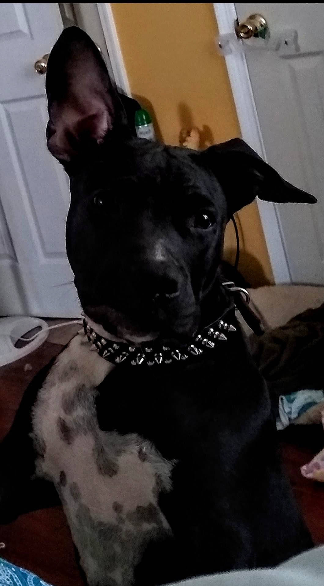 Chase is registered to the contest to win money with this photo: bow_tie, canidae, carnivore, collar, companion_dog, dog, dog_breed, dog_collar, dog_supply, ear, fashion_accessory, fawn, grey, guard_dog, pet_supply, snout, sporting_group, toy_dog, whiskers, working_animal