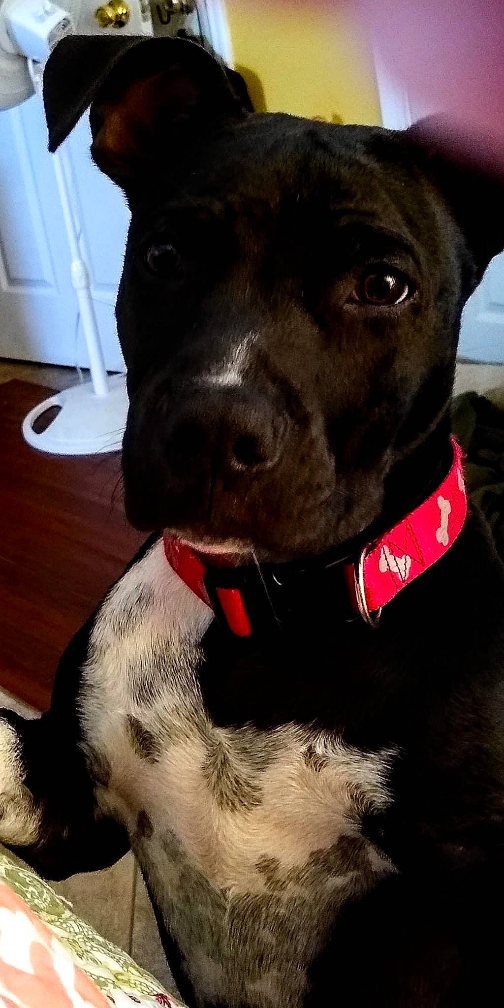 Chase is registered to the contest to win money with this photo: borador, canidae, carnivore, collar, companion_dog, dog, dog_breed, dog_collar, ear, fashion_accessory, fawn, fur, jaw, liver, pet_supply, snout, sporting_group, terrestrial_animal, whiskers, working_animal