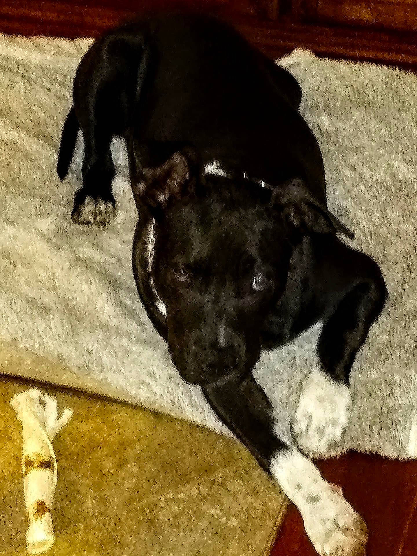 Chase is registered to the contest to win money with this photo: borador, canidae, carnivore, comfort, companion_dog, dog, dog_breed, dog_collar, fawn, fur, guard_dog, hardwood, liver, snout, sporting_group, tail, terrestrial_animal, toy_dog, whiskers, working_animal