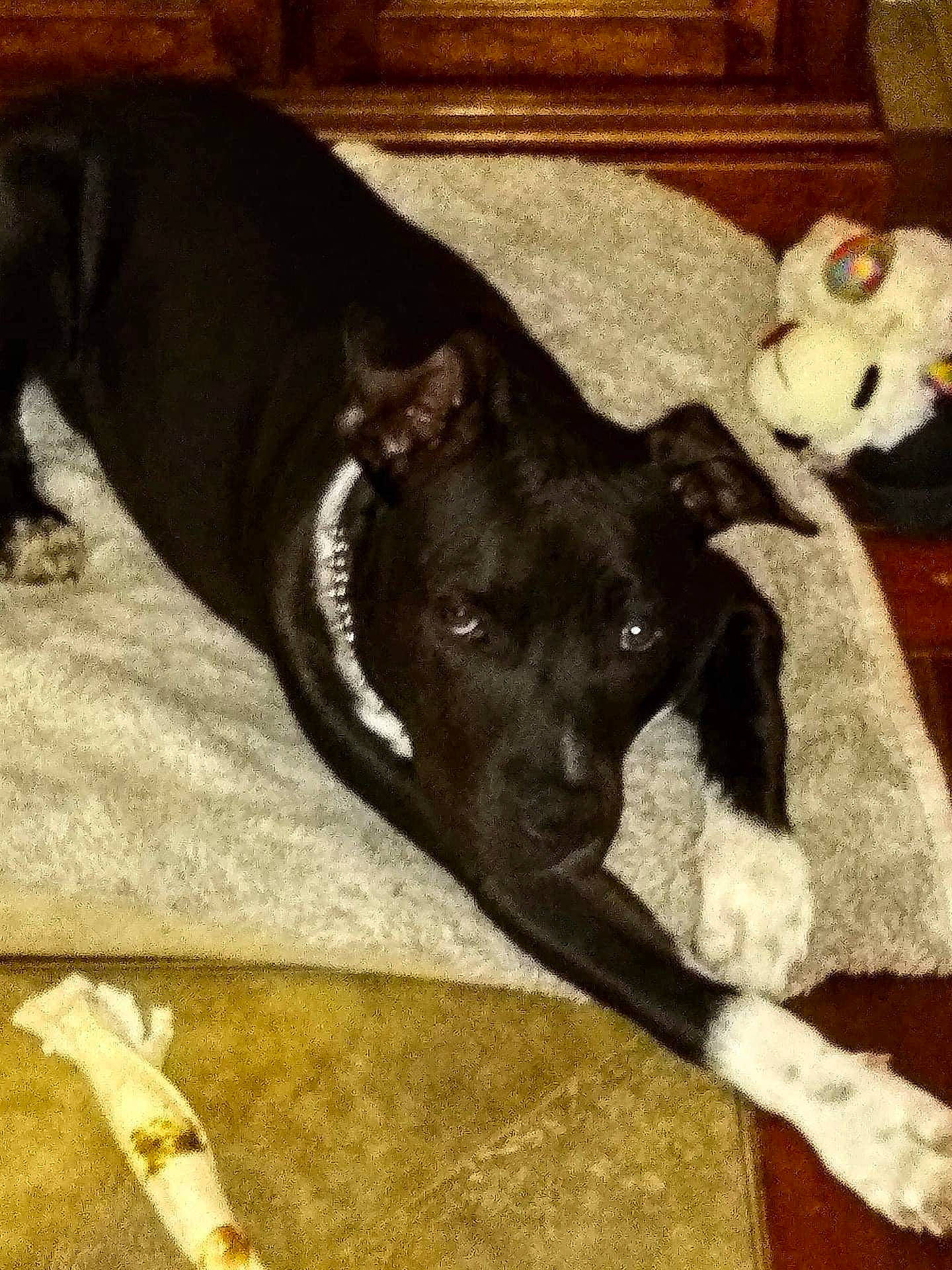 Chase joined the competition — help win amazing prizes! borador, carnivore, collar, comfort, companion_dog, dog, dog_breed, dog_collar, dog_supply, fawn, fur, guard_dog, mammal, paw, pet_supply, tail, vertebrate, whiskers, wood, working_animal