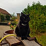 animal, black_cat, cat, close_up, daylight, fence, flower, fur, garden, greenery, mammal, nature, outdoor, pet, plank, playful, sitting, whiskers, wood, yellow_hose