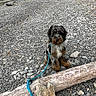 puppy, dog, leash, beach, rocks, driftwood, outdoor, nature, mountains, trees, sky, clouds, animal, pet, sitting, young_dog, fur, playful, calm, landscape