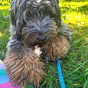 Sapphire is registered to the contest to win money with this photo: dog, grass, outdoor, leash, colorful_blanket, fur, chewing, paw, nature, sunlight, closeup, pet, playful, animal, summer, greenery, fluffy, snout, relaxing, daylight