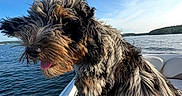 Sapphire joined the competition — help win amazing prizes! dog, boat, water, lake, sky, sunny, outdoors, pet, fur, tongue, animal, nature, daytime, leisure, shoreline, canine, blue_sky, summer, recreation, happy