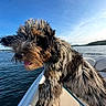 dog, boat, water, lake, sky, sunny, outdoors, pet, fur, tongue, animal, nature, daytime, leisure, shoreline, canine, blue_sky, summer, recreation, happy