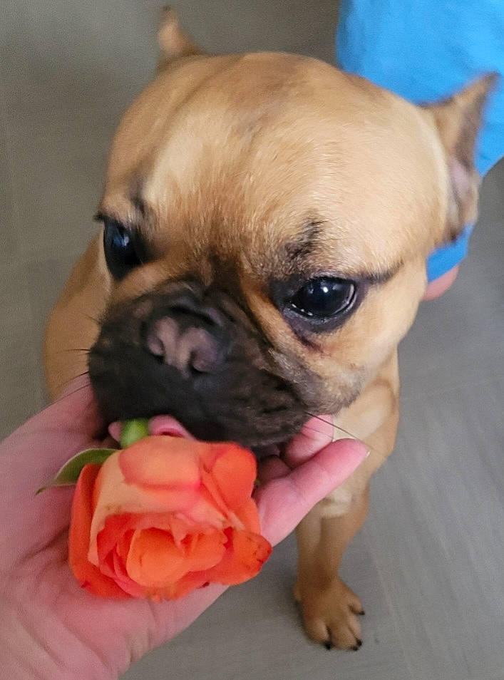 Biscuit joined the competition — help win amazing prizes! bulldog, canidae, carnivore, companion_dog, dog, dog_breed, dog_supply, fawn, flower, fur, paw, petal, pink, plant, snout, sporting_group, toy_dog, whiskers, working_animal, wrinkle