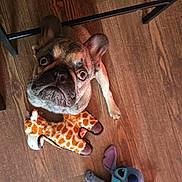 Vior joined the competition — help win amazing prizes! dog, french_bulldog, plush_toy, giraffe_toy, blue_toy, wooden_floor, pet, cute, looking_up, indoors, floor, animal, toy, brown, black, small_dog, ears, eyes, nose, fur