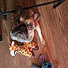 dog, french_bulldog, plush_toy, giraffe_toy, blue_toy, wooden_floor, pet, cute, looking_up, indoors, floor, animal, toy, brown, black, small_dog, ears, eyes, nose, fur