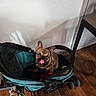 Vior joined the competition — help win amazing prizes! dog, french_bulldog, puppy, pet_stroller, tongue_out, indoor, wooden_floor, white_wall, cute, animal, pet, small_dog, sitting, looking_up, leash, collar, wheel, table, shadow, cozy