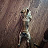 dog, wooden_floor, toy, star_shaped_toy, indoor, pet, lying_down, brown_dog, flooring, relaxed, animal, canine, resting, paw, small_dog, fur, home, domestic_animal, cute, companion
