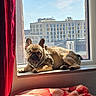dog, french_bulldog, windowsill, sunlight, urban_view, building, window, red_curtain, blanket, indoors, pet, resting, fur, daylight, face, ears, expression, comfortable, animal, house