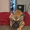 Vior is registered to the contest to win money with this photo: french_bulldog, puppy, dog, pet, lying_down, brown_fur, ears_up, looking_at_camera, red_blanket, indoor, household, doorway, floor, close_up, cute, animal, face, eyes, nostrils, paw
