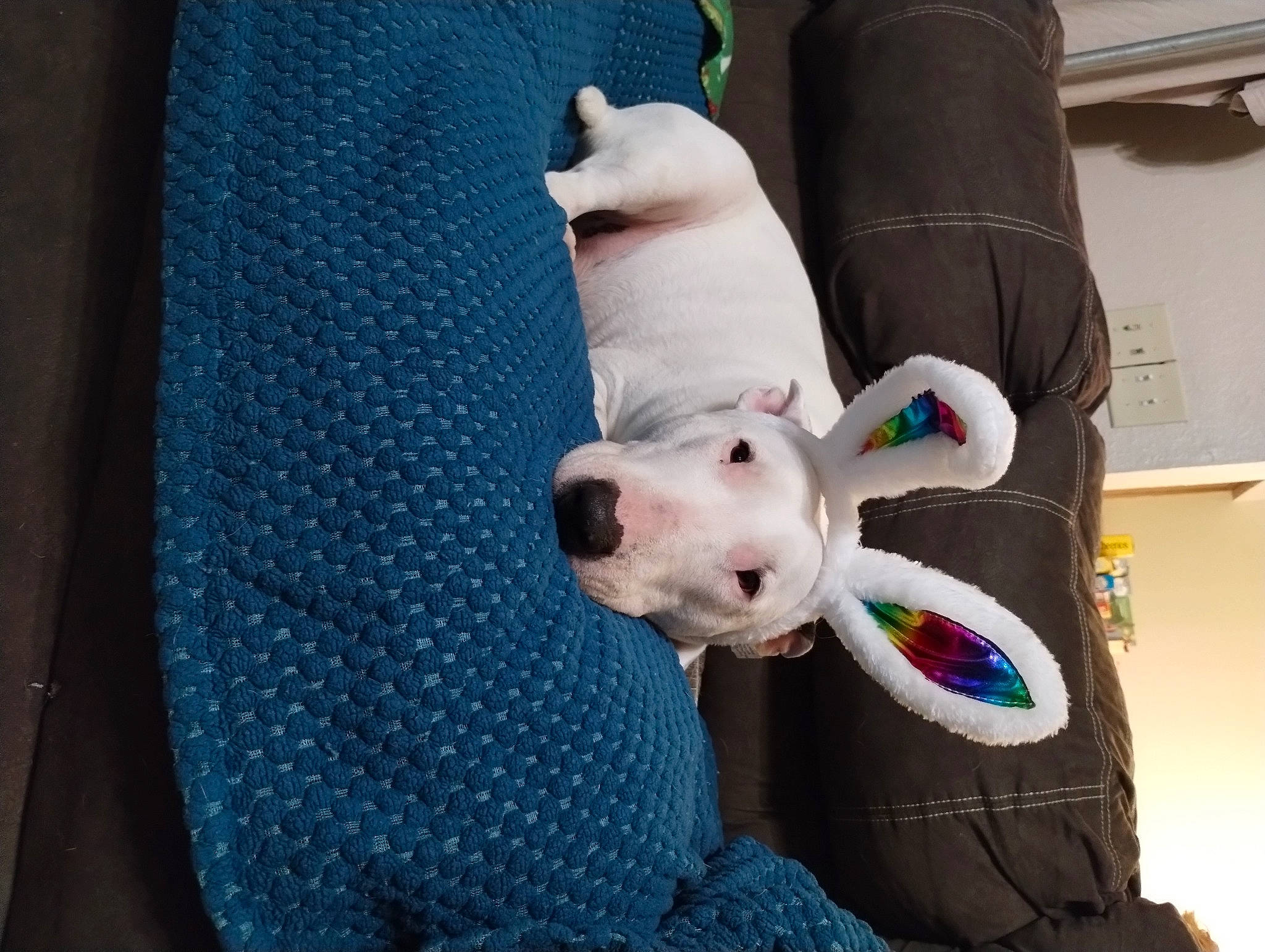 Buffy joined the competition — help win amazing prizes! bull_terrier, carnivore, collar, comfort, companion_dog, dog, dog_breed, dog_supply, ear, fawn, felidae, pet_supply, plush, snout, sporting_group, stuffed_toy, tail, toy, whiskers, working_animal