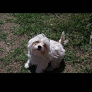 Bella is registered to the contest to win money with this photo: dog, white_dog, fluffy, outdoor, grass, curious, pet, animal, small_dog, nature, sunlight, fur, cute, canine, mammal, playful, looking_up, daylight, ground, friendly